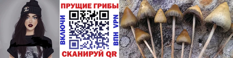 Галлюциногенные грибы прущие грибы Никольское